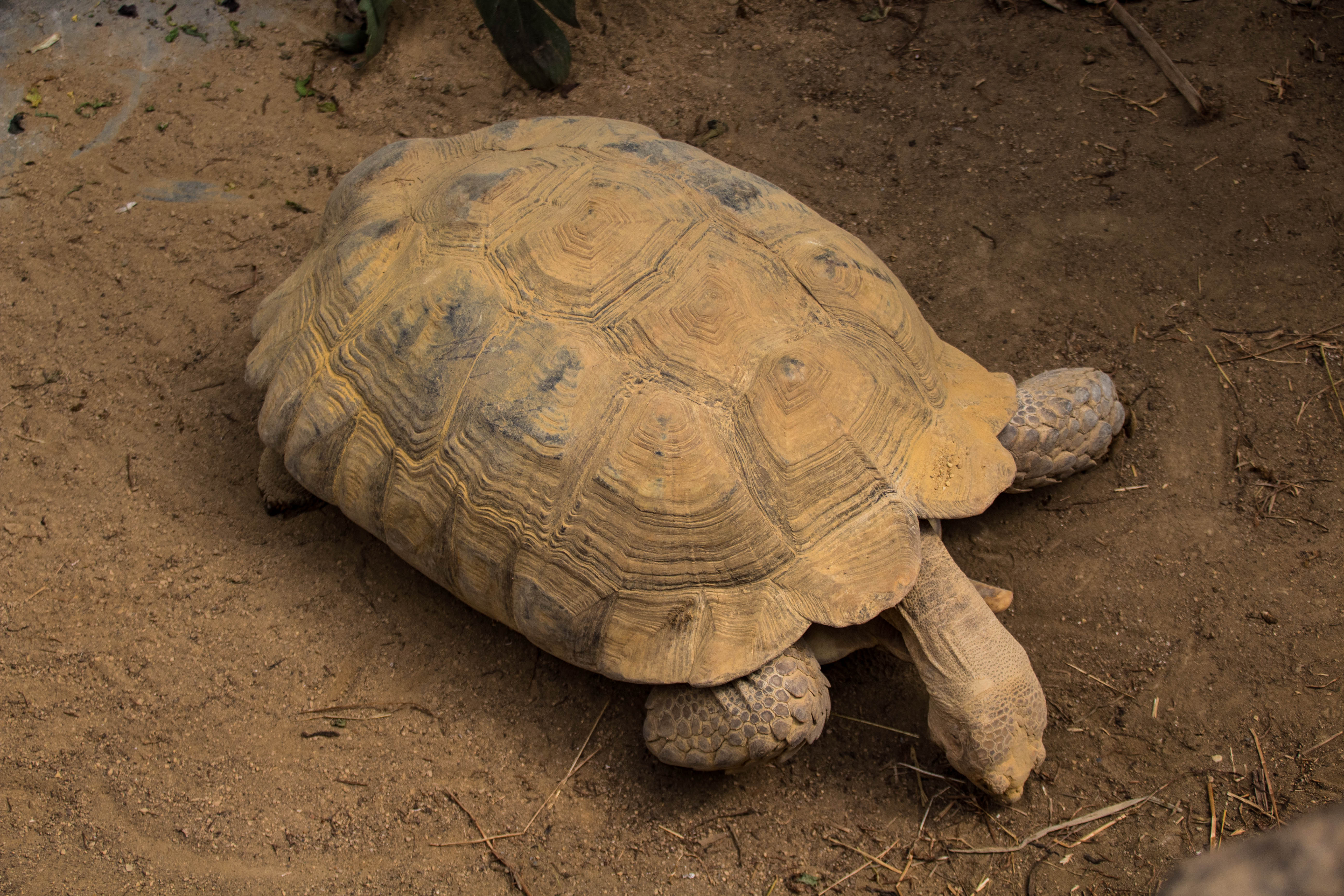 Tortue africaine-_MG_0357.jpg